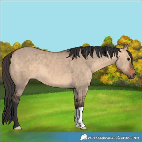 Horse Color:Bay Dun 
