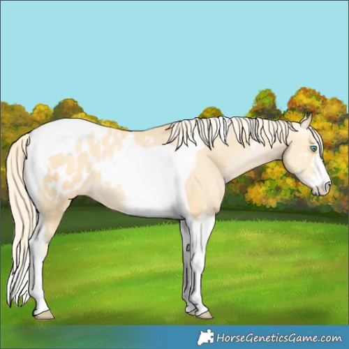 Horse Color:Palomino Pearl Sabino Tobiano Appaloosa 