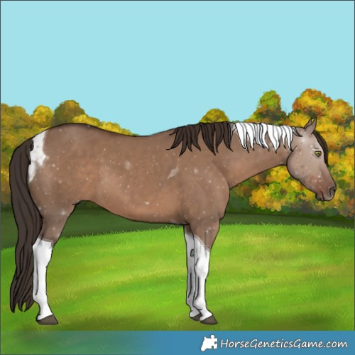 Horse Color:Liver Red Dun Tobiano 