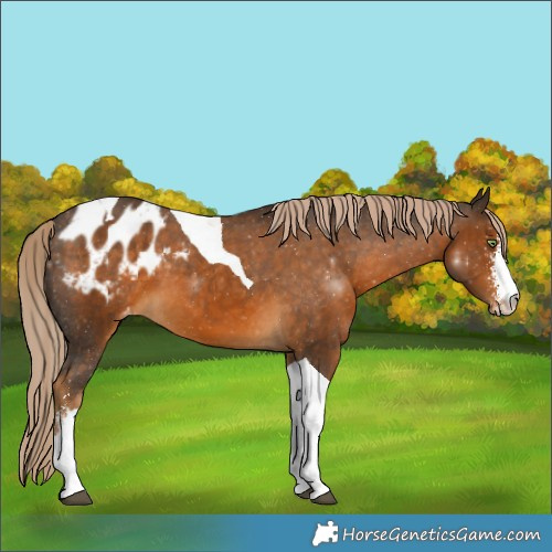 Horse Color:Chocolate Palomino Sabino Tobiano Appaloosa 