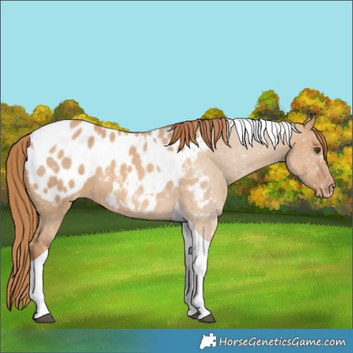Horse Color:Red Dun Tobiano Appaloosa 