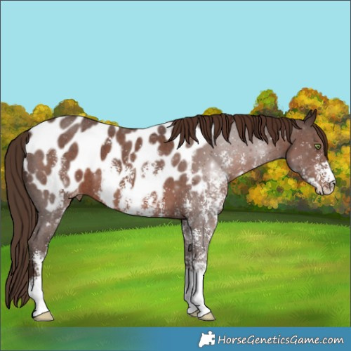 Horse Color:Liver Chestnut Sabino Appaloosa 
