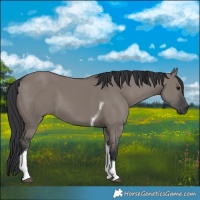 Horse Color:Grullo Tobiano