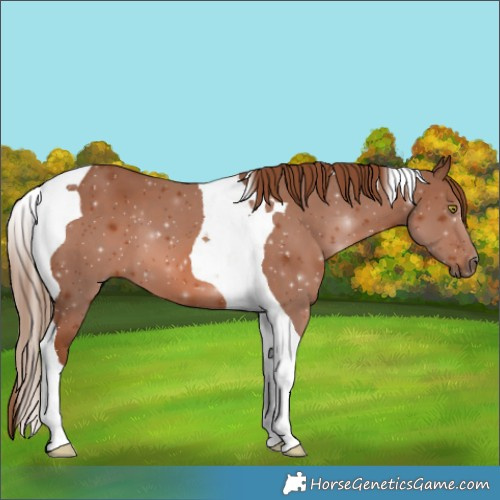 Horse Color:Chestnut Tobiano 