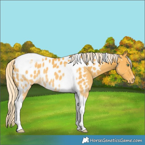 Horse Color:Palomino Tobiano Appaloosa 