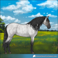 Horse Color:Grullo Roan 