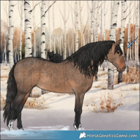 Horse Color:Brown Dun  and Bay Dun 