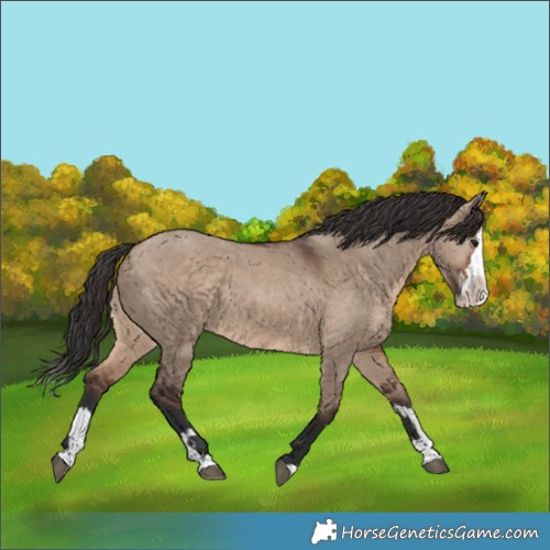 Horse Color:Brown Dun  and Brown Dun Splash 