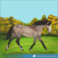 Horse Color:Brown Dun  and Brown Dun Splash 