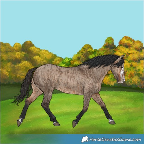 Horse Color:Bay Dun  and Bay Dun Splash 