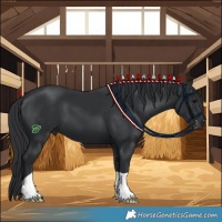 Horse Color:Black 
