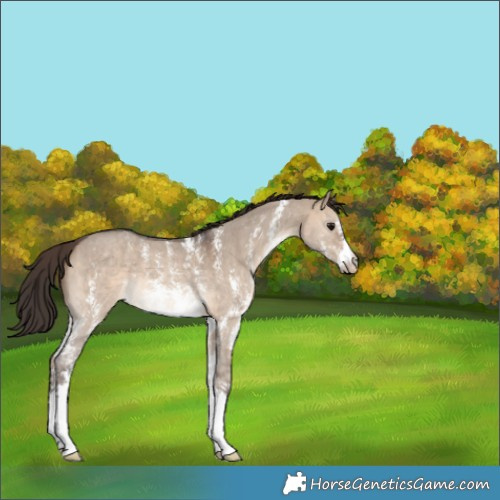 Horse Color:Brown Dun Sabino Appaloosa 
