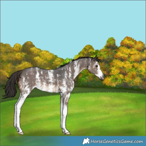 Horse Color:Gray Liver Chestnut Sabino 