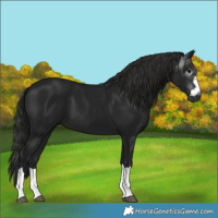 Horse Color:Gray Black 