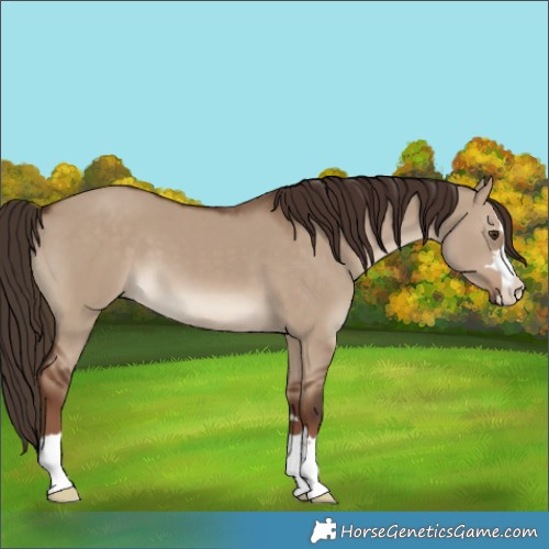 Horse Color:Liver Red Dun 
