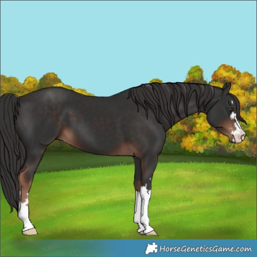 Horse Color:Liver Chestnut 