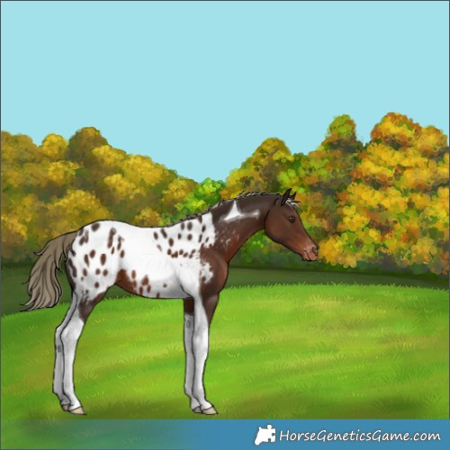 Horse Color:Liver Chestnut Tobiano Appaloosa