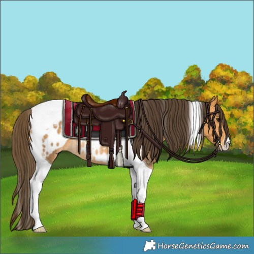 Horse Color:Buckskin Tobiano Appaloosa Rabicano 