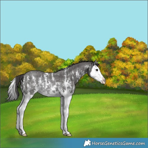 Horse Color:Smoky Black Sabino Splash Rabicano 