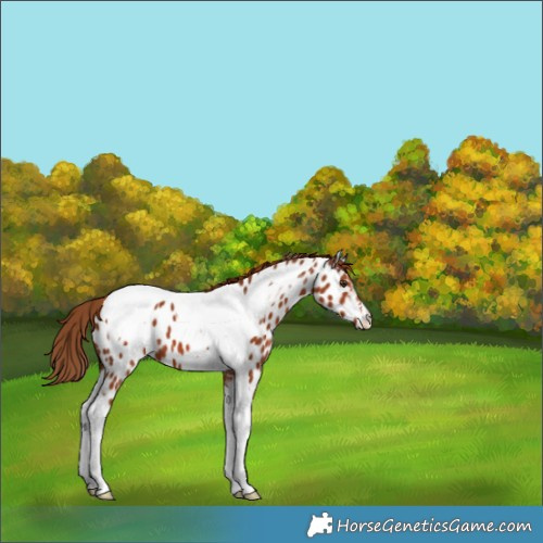 Horse Color:Chestnut Tobiano Appaloosa