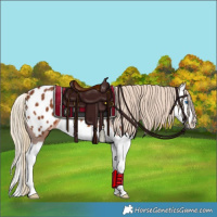Horse Color:Chestnut Splash Appaloosa 