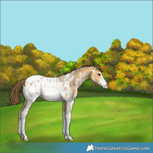 Horse Color:Buckskin Sabino Appaloosa Rabicano