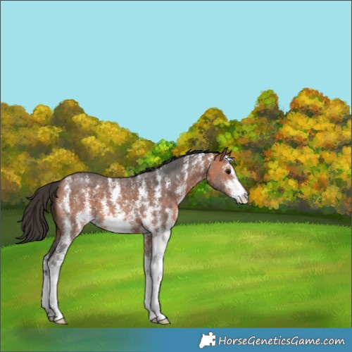 Horse Color:Bay Sabino 