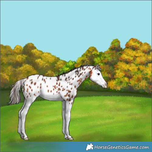 Horse Color:Bay Splash Appaloosa 