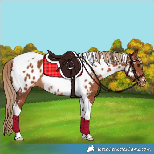 Horse Color:Chestnut Tobiano Appaloosa Rabicano 