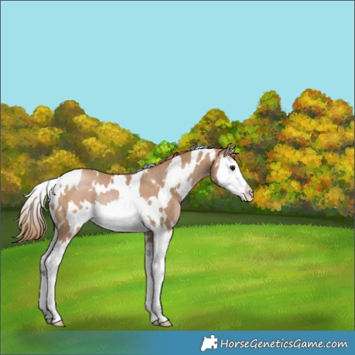 Horse Color:White Spotted Black Pearl Splash Rabicano