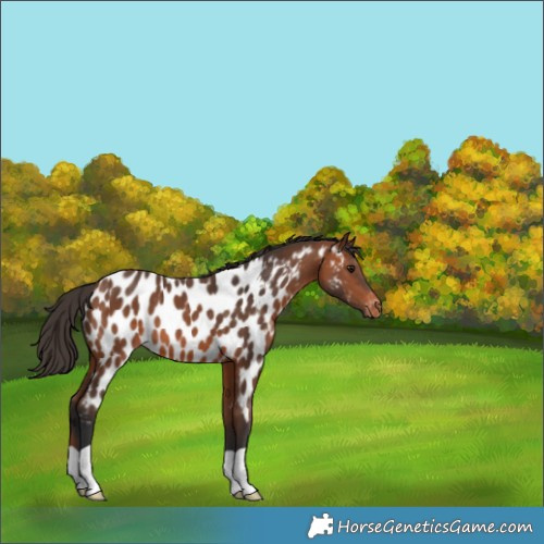 Horse Color:Bay Appaloosa 