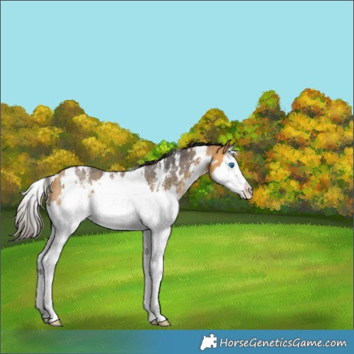 Horse Color:White Spotted Buckskin Sabino Splash Rabicano 