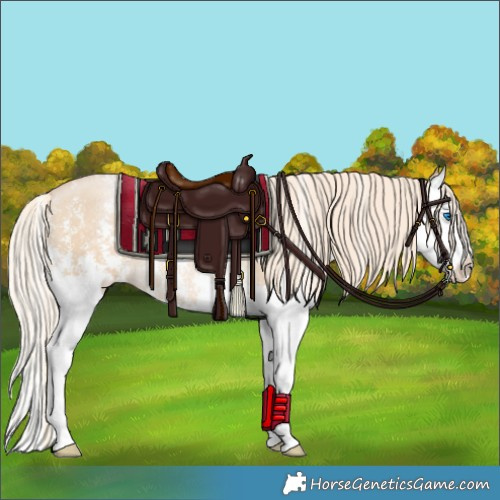 Horse Color:Palomino Pearl Sabino Splash Rabicano 
