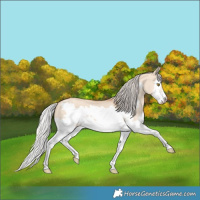 Horse Color:Silver Classic Champagne Dun Splash Frame 