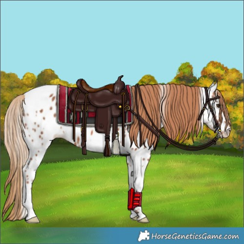 Horse Color:White Spotted Chestnut Appaloosa 