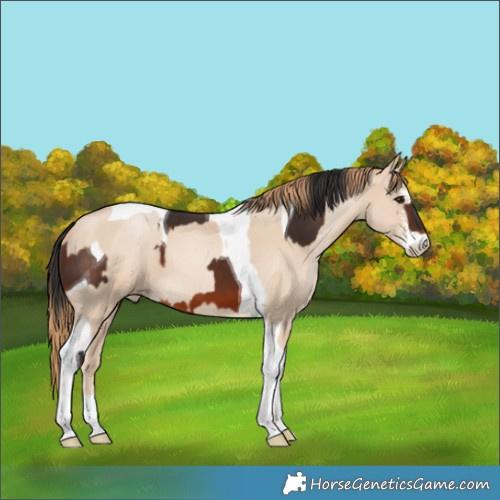 Horse Color:Bay Tobiano  and Smoky Black Pearl Sabino Tobiano 