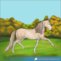 Horse Color:Buckskin Pearl Sabino Splash  and Palomino Pearl Splash 