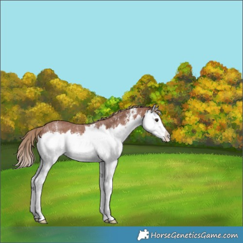 Horse Color:Chestnut Sabino Splash Rabicano