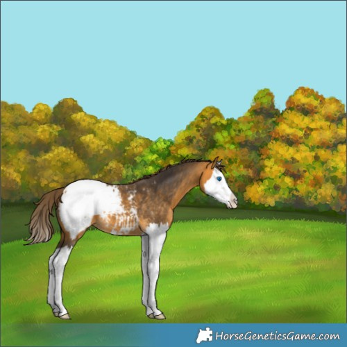 Horse Color:Buckskin Splash Appaloosa