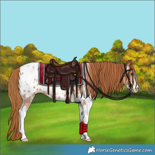 Horse Color:Chestnut Sabino Appaloosa 