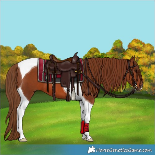 Horse Color:Chestnut Tobiano 