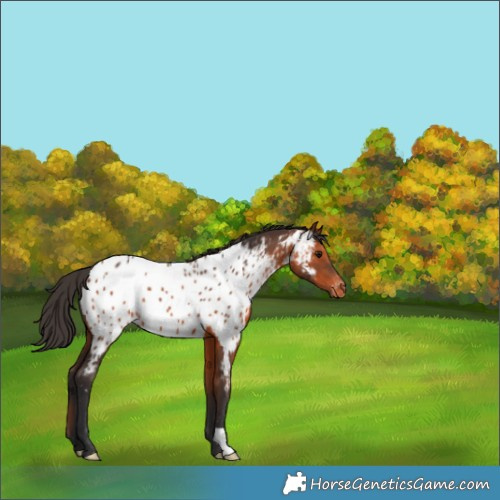 Horse Color:Bay Appaloosa 