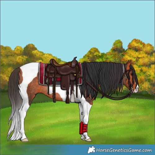Horse Color:Bay Tobiano Rabicano 
