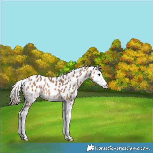 Horse Color:Bay Dun Splash Appaloosa Rabicano 