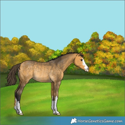 Horse Color:Buckskin Rabicano