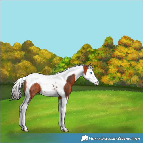 Horse Color:Bay Splash Tobiano Rabicano