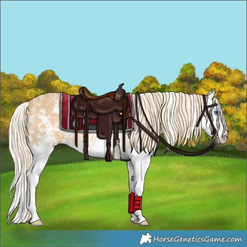 Horse Color:Palomino Dun Sabino Splash Rabicano 