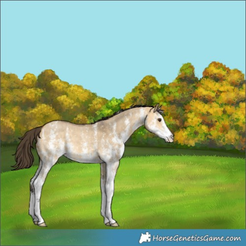 Horse Color:Buckskin Dun Sabino