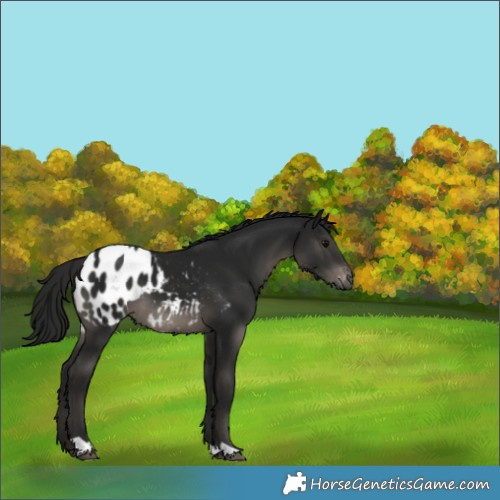 Horse Color:Gray Black Appaloosa 