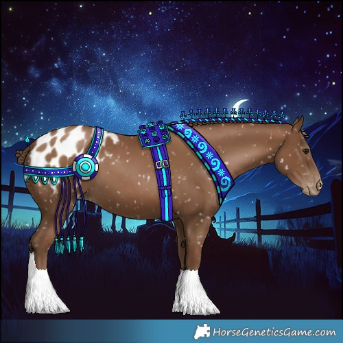 Horse Color:Gray Black Pearl Appaloosa